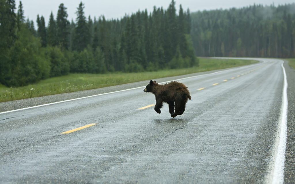 Yellowstone Alaska