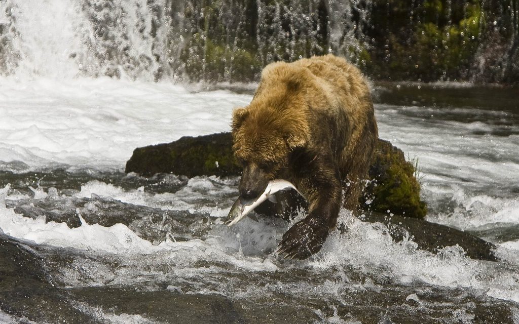 Yellowstone – Alaska part 2