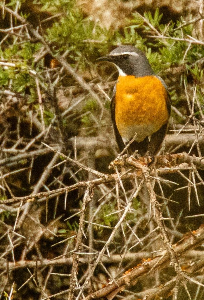 Τα δύσκολα της ελληνικής λίστας πουλιών