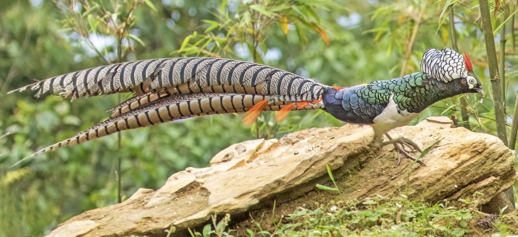 China Yunnan – Sichuan