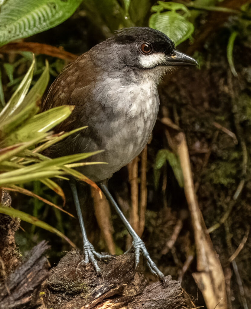 South Ecuador