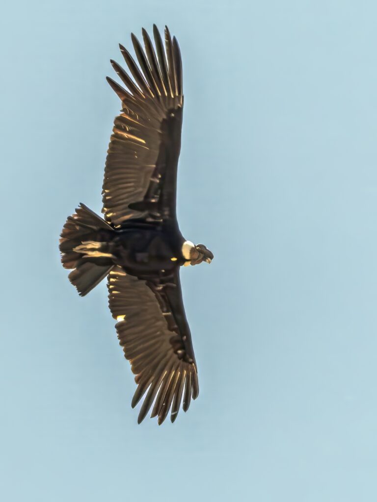 Κεντρική Χιλή – Santiago & Valparaiso μέχρι Puertο Montt