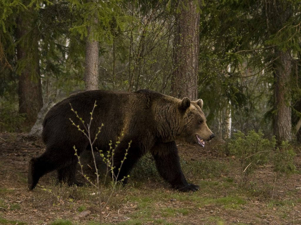 Finalnd – Norway 2008