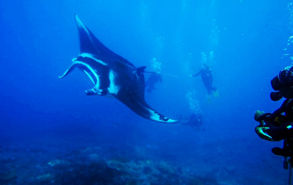 Bali diving