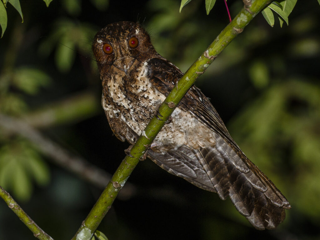 Sulawesi και Halmahera: Μπορεί ένα ταξίδι να σου αλλάξει την ζωή?