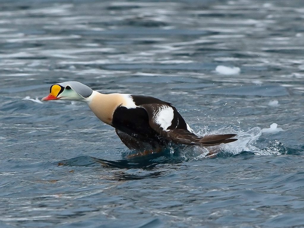 Finland – Varanger