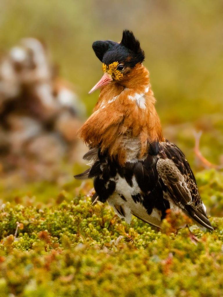 Varanger και βόρεια Νορβηγία