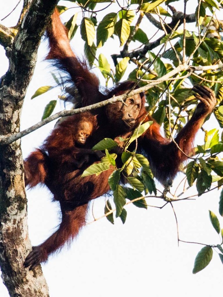 Sipadan – Kinabatangan