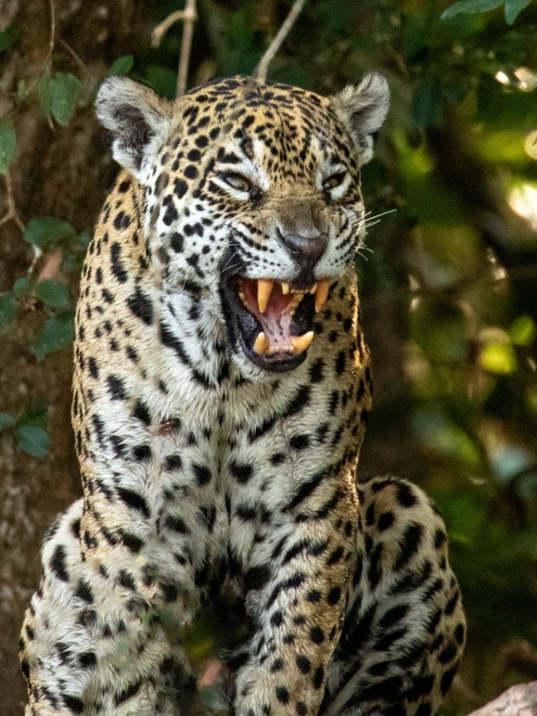 Brazil Pantanal