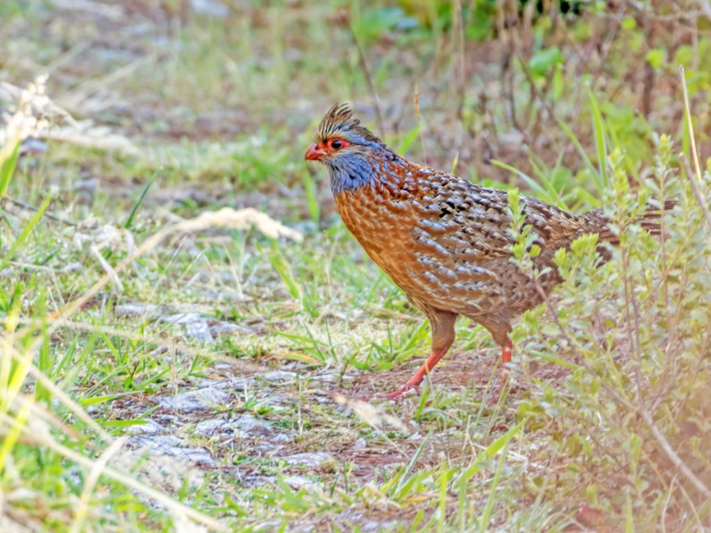 Mexico city to Veracruz