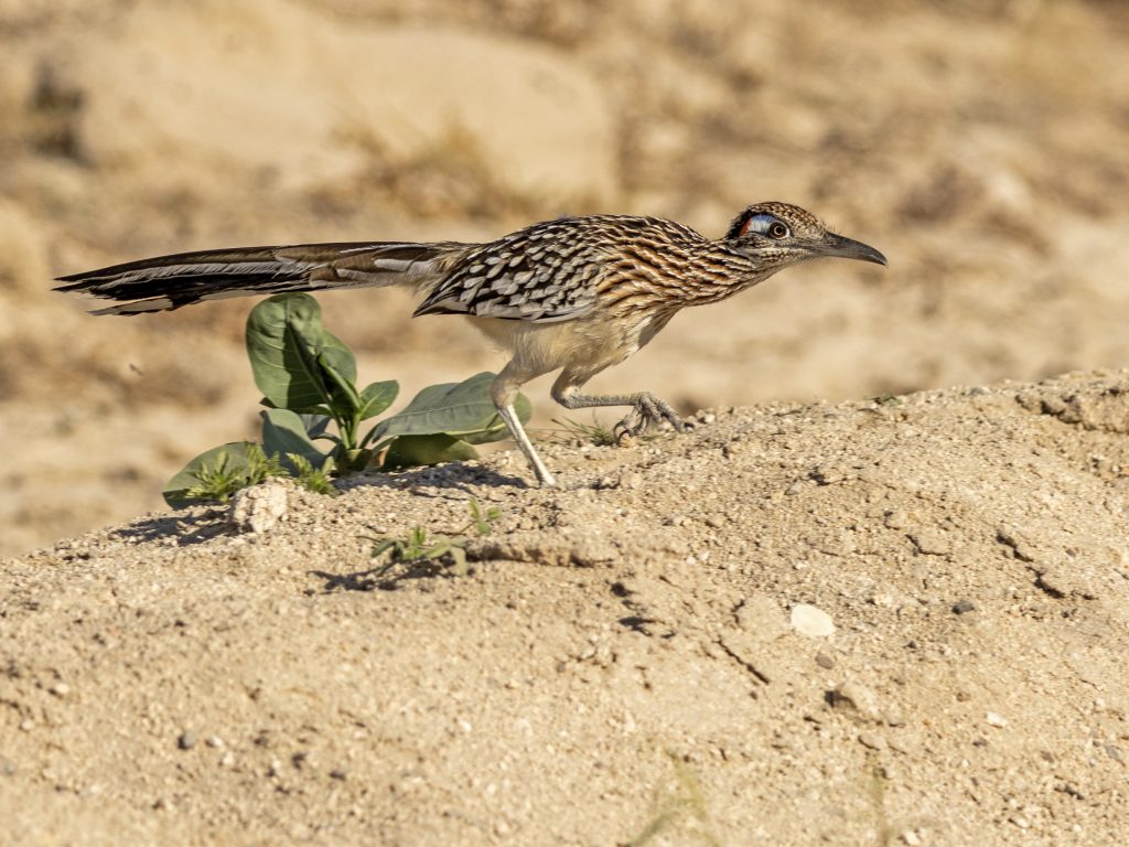 Baja California de Sur